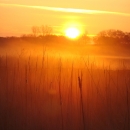 Orange sun rises over a marsh with trees on the horizon and tall grasses silhouetted in the foreground