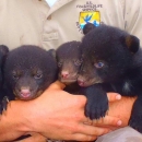 A wildlife biologist holding four small bear cubs in his arms