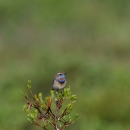 Bird with brown body and blue throats sits atop a shrub