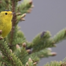 Yellow bird with black cap sits on a spruce tree branch