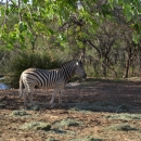Zebra Africa 2019