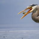 A great blue heron eats a small fish