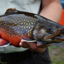 Adult male coaster brook trout held by Iron River NFH staff