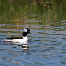 Drake bufflehead swimming from left to right in water that is slightly rippled at Agassiz NWR.j