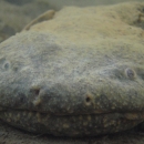Appearing dark and greenish underwater, a large Eastern hellbender faces the camera, its nostrils prominent in the center of its flat head and its gray eyes to either side. 