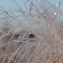sunlight shines on frozen switchgrass stem