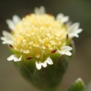Close look at a small yellow flower. 