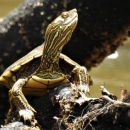 Posing directly in front of the camera is a an olive to brown turtle looking away with its head turned to the right of the image.