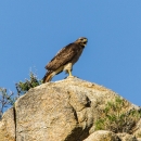 Red-tailed hawk perched on rock