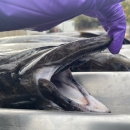 Image of a salmon that is being examined for fish health purposes