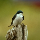 Tree swallow perched