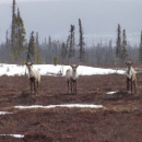 Caribou in Kanuti National Wildlife Refuge standing in tan and red colored tundra with a few small snow patches, with boreal forest in the background.