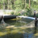 Two hatchery staff members hold a large seine fishing net in a pool of water.