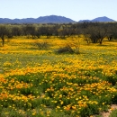 A field of trees and yellow Mexican poppies is shown against a mountainous background.