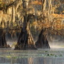 large cypress trees in a lake 