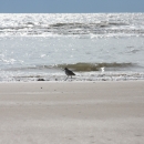 A single bird walks on the beach next to the water.