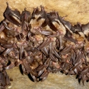 a group of bats hang from a cave ceiling