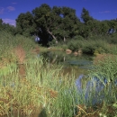 a stream surrounded by grass and trees