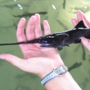A juvenile paddlefish is held in a staff member's hands.