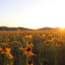 a field of yellow wildflowers at sunset