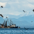 Birds surround two herring fishing boats