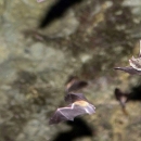 About a dozen gray bats flying in a cave