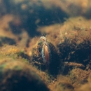 A freshwater mussel on a stream bottom
