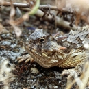 a brown lizard with spike-like skin protrusions blends in with the dirt and dead debris around it