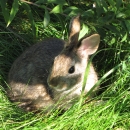 Brown and gray rabbit hides in the grass