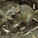a small rodent with a long thin tail and large rear feet