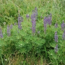 Kincaid's lupine with purple flowers