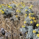 Umtanum desert buckwheat plant with yellow flowers