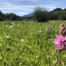 Pink flowers of Wenatchee Mountains checker-mallow