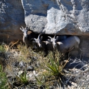 Desert bighorn sheep on San Andres National Wildlife Refuge