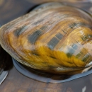 A clubshell mussel in the water