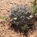 Round cactus with curved barbs radiating all sides surrounded by dry sandy soil