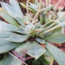Light green, fleshy leaves in a rosette with pink flower heads