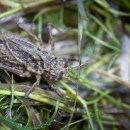 a brown insect in a mat of green lake vegetation