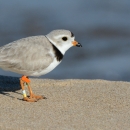Grey, white and black bird on sand in the foreground 