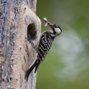 A woodpecker perched on a tree with a bug in its mouth.