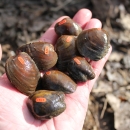 Purple Cat's Paw Pearly Mussels tagged for reintroduction