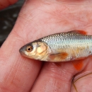 silvery fish with orange fins in researcher's hand