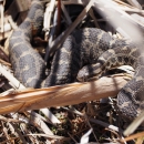 Eastern massasauga rattlesnake 