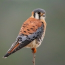 Grey, black and reddish-brown kestrel standing on the tip of a branch