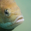 A bluegill fish swimming against a green background.