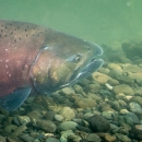 A Chinook salmon with reddish body swimming along a rocky river bottom.