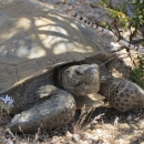 desert tortoise sitting in a shaded area next to purple flowers
