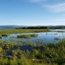 Wetland habitat with mountain in background