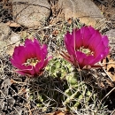 Two pink flowers bloom on a pair of Kuenzler hedgehog cacti
