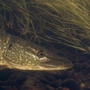 A northern pike swimming along the edge of underwater plants.